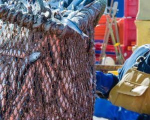 Commercial Fisherman with Trawl